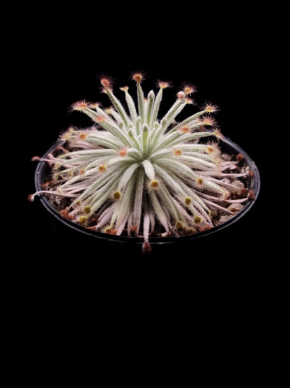 drosera derbyensis wooly sundew carnivorous plants sale Singapore