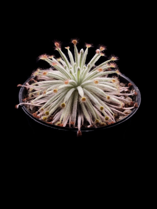 drosera derbyensis wooly sundew carnivorous plants sale Singapore
