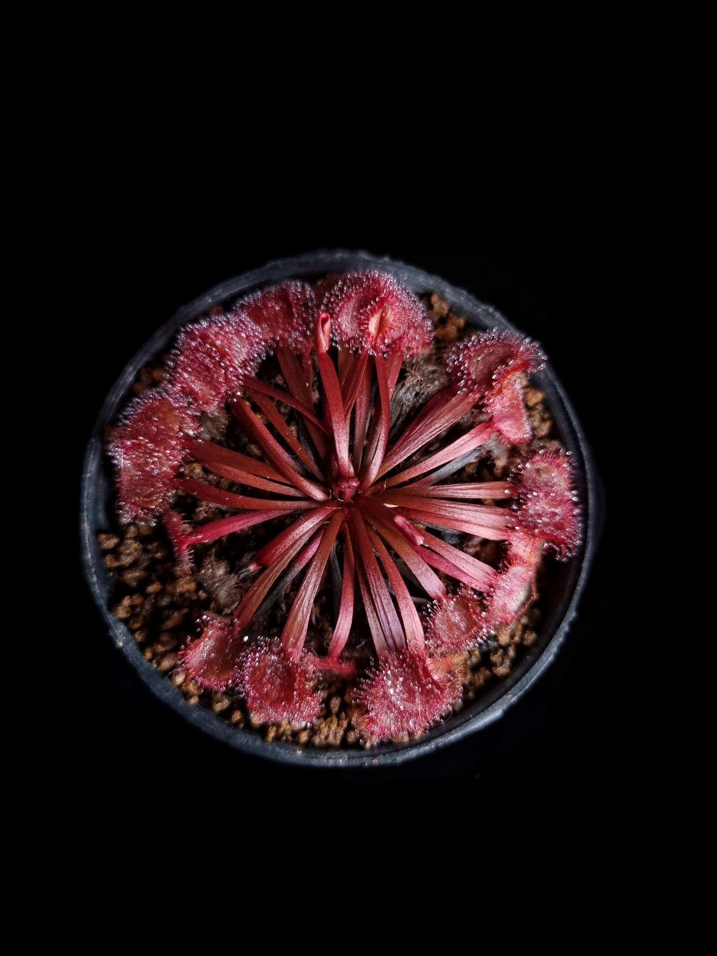 drosera kenneallyi sundew carnivorous plant sale Singapore