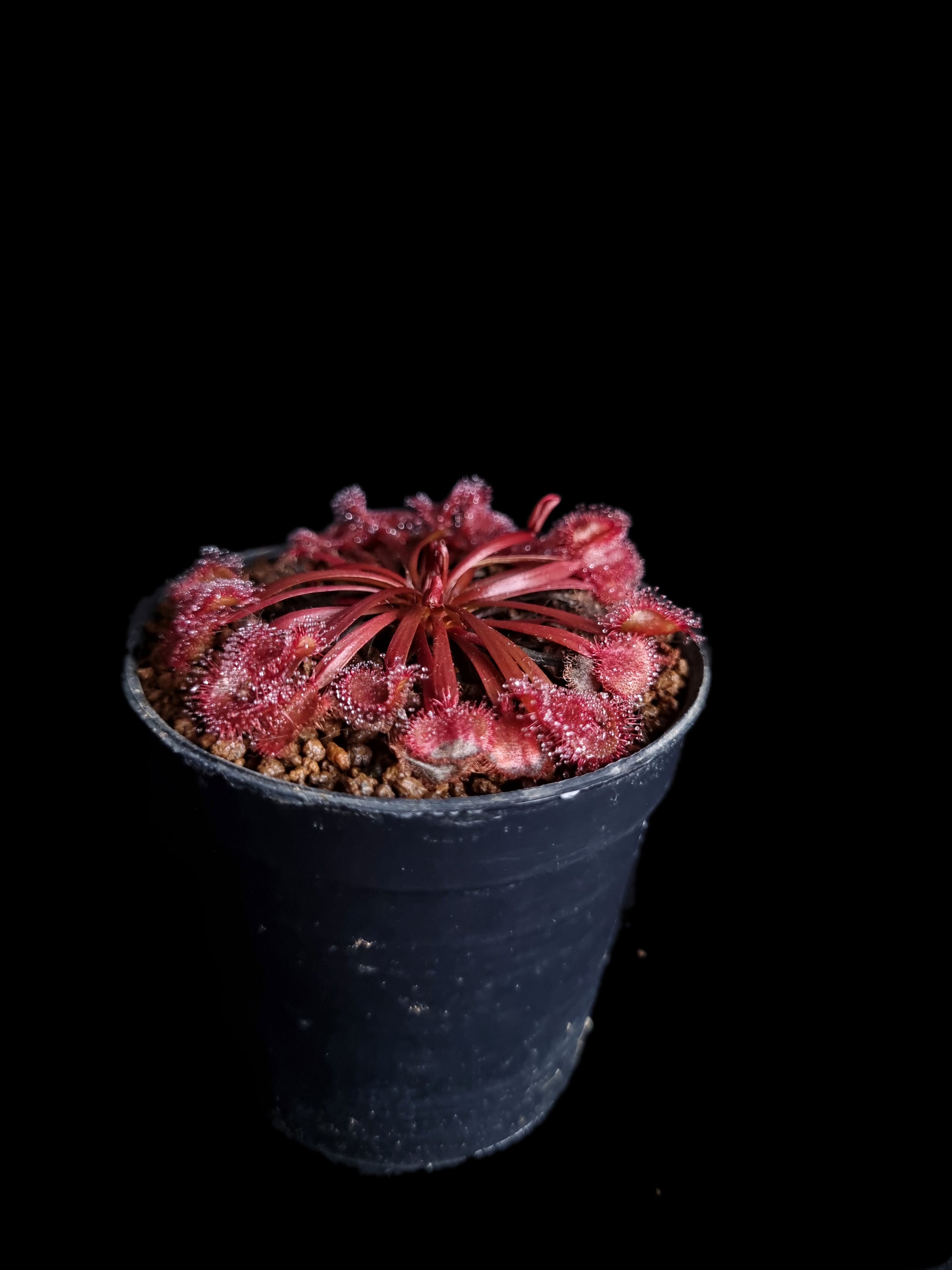 drosera kenneallyi sundew carnivorous plant sale Singapore