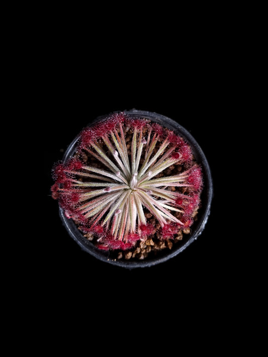 drosera lanata carnivorous plant sundew sale Singapore