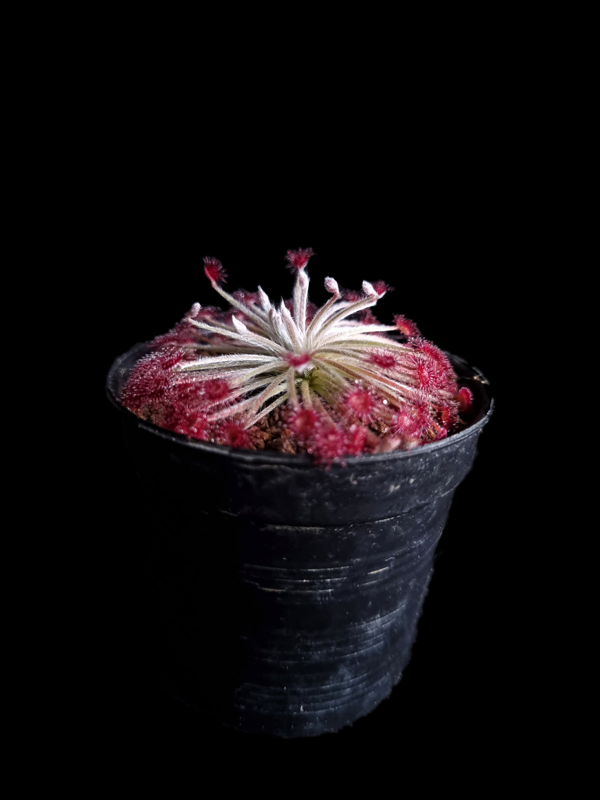 drosera lanata carnivorous plant sundew sale Singapore