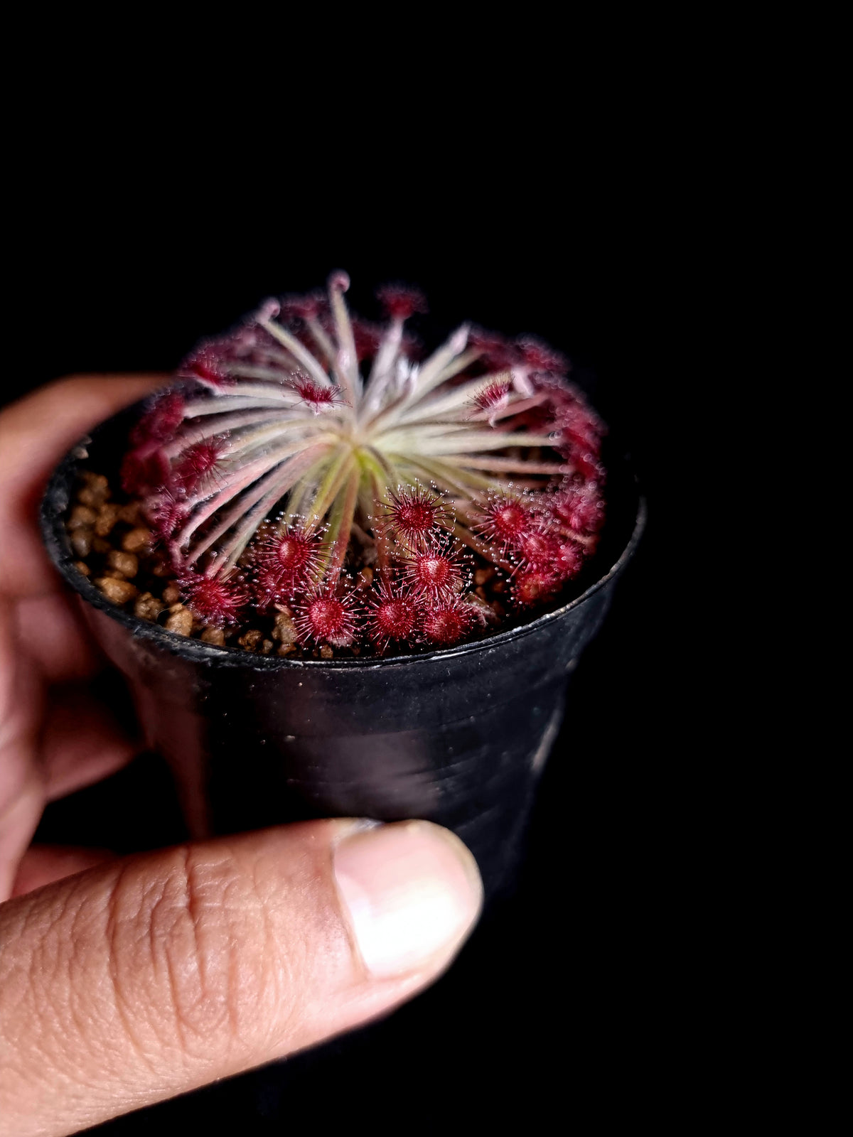 drosera lanata carnivorous plant sundew sale Singapore