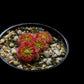 drosera nitidula pygmy sundew carnivorous plant potted plant Singapore