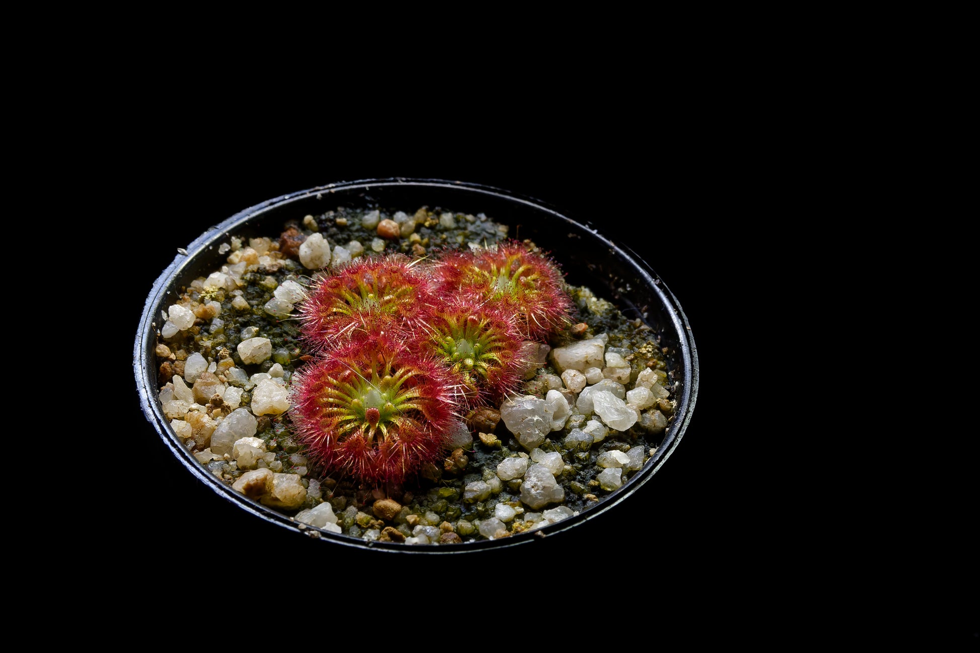 drosera nitidula pygmy sundew carnivorous plant potted plant Singapore
