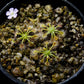 drosera omissa pygmy sundew carnivorous plant sale Singapore top view