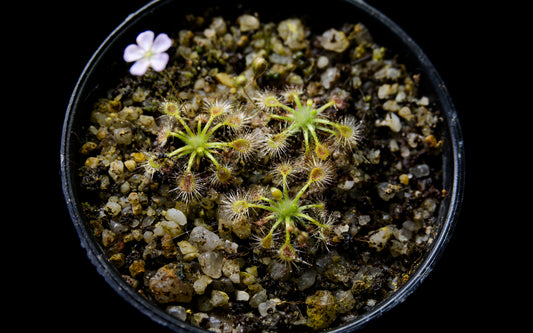 drosera omissa pygmy sundew carnivorous plant sale Singapore top view
