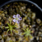 drosera omissa pygmy sundew carnivorous plant sale Singapore flower detail