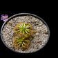 drosera pygmy sundew hybrid pink flower sale Singapore potted plant 