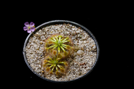 drosera pygmy sundew hybrid pink flower sale Singapore potted plant 