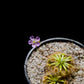 drosera pygmy sundew hybrid pink flower sale Singapore potted plant 
