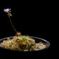 drosera pygmy sundew hybrid pink flower sale Singapore potted plant 
