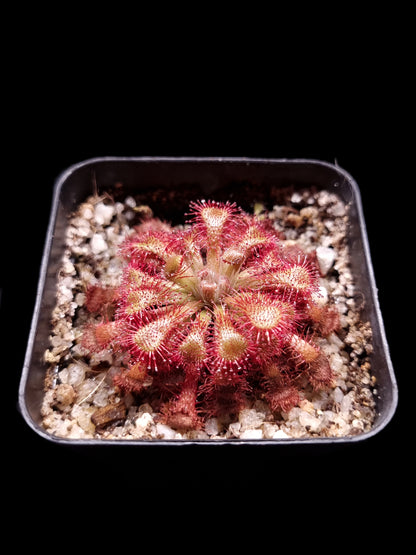 drosera lantau island sundew carnivorous plant sale Singapore