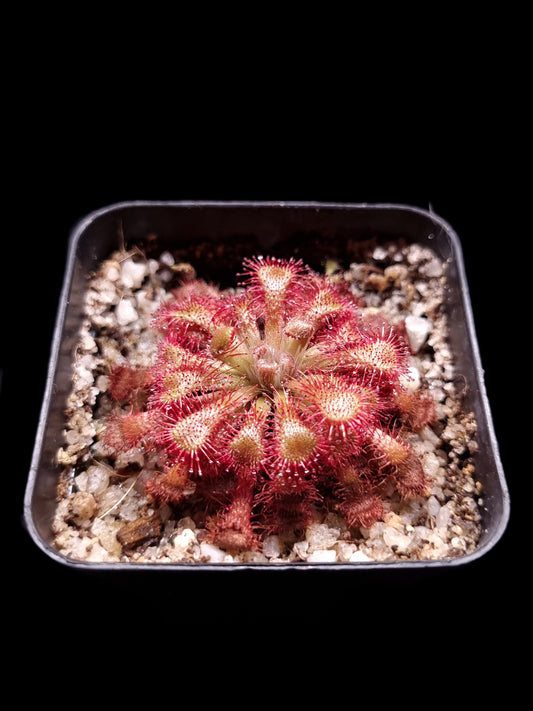 drosera lantau island sundew carnivorous plant sale Singapore
