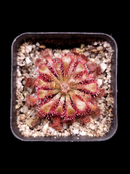drosera lantau island sundew carnivorous plant sale Singapore