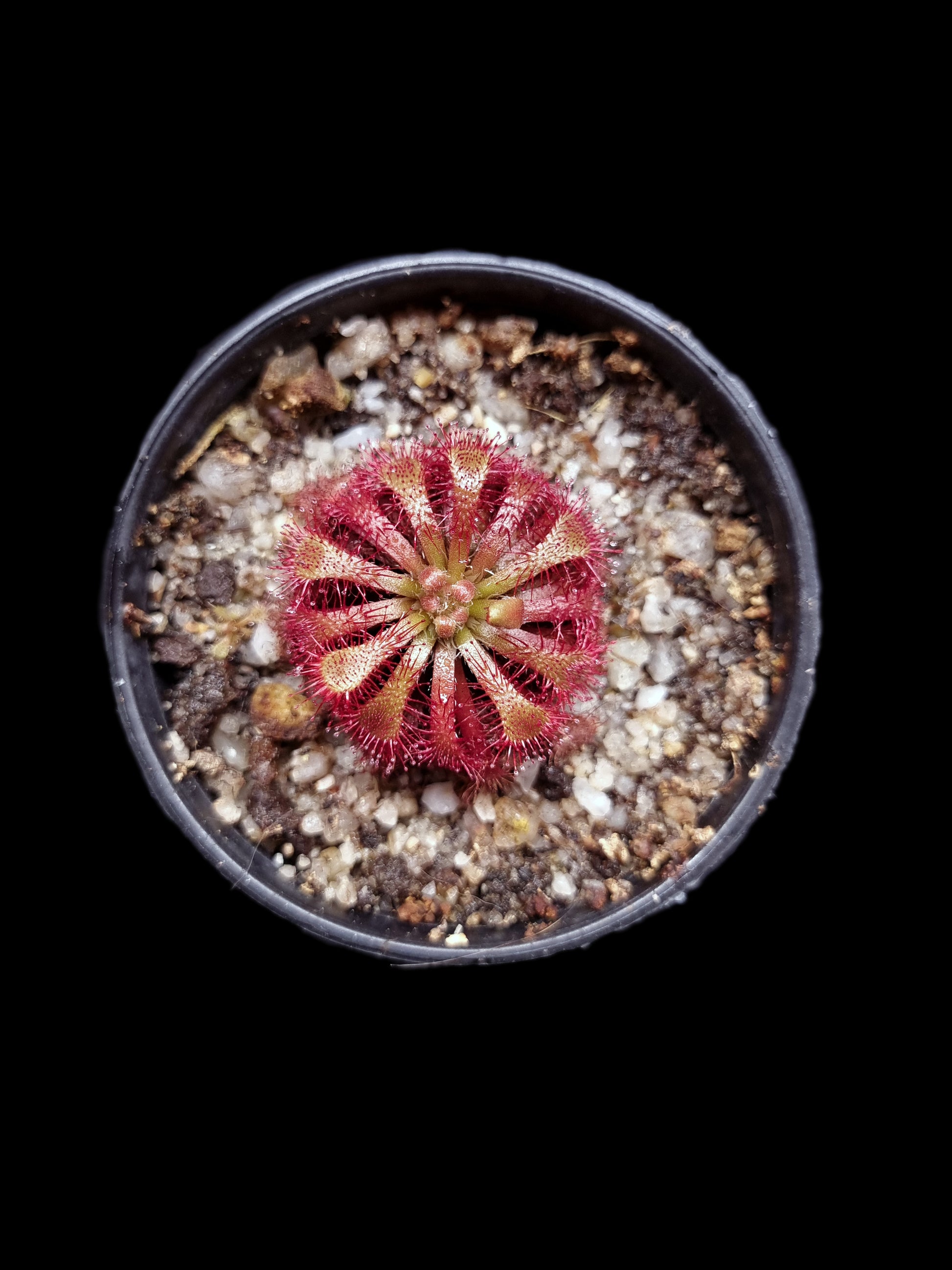 drosera spathulata sundew carnivorous plant sale Singapore 