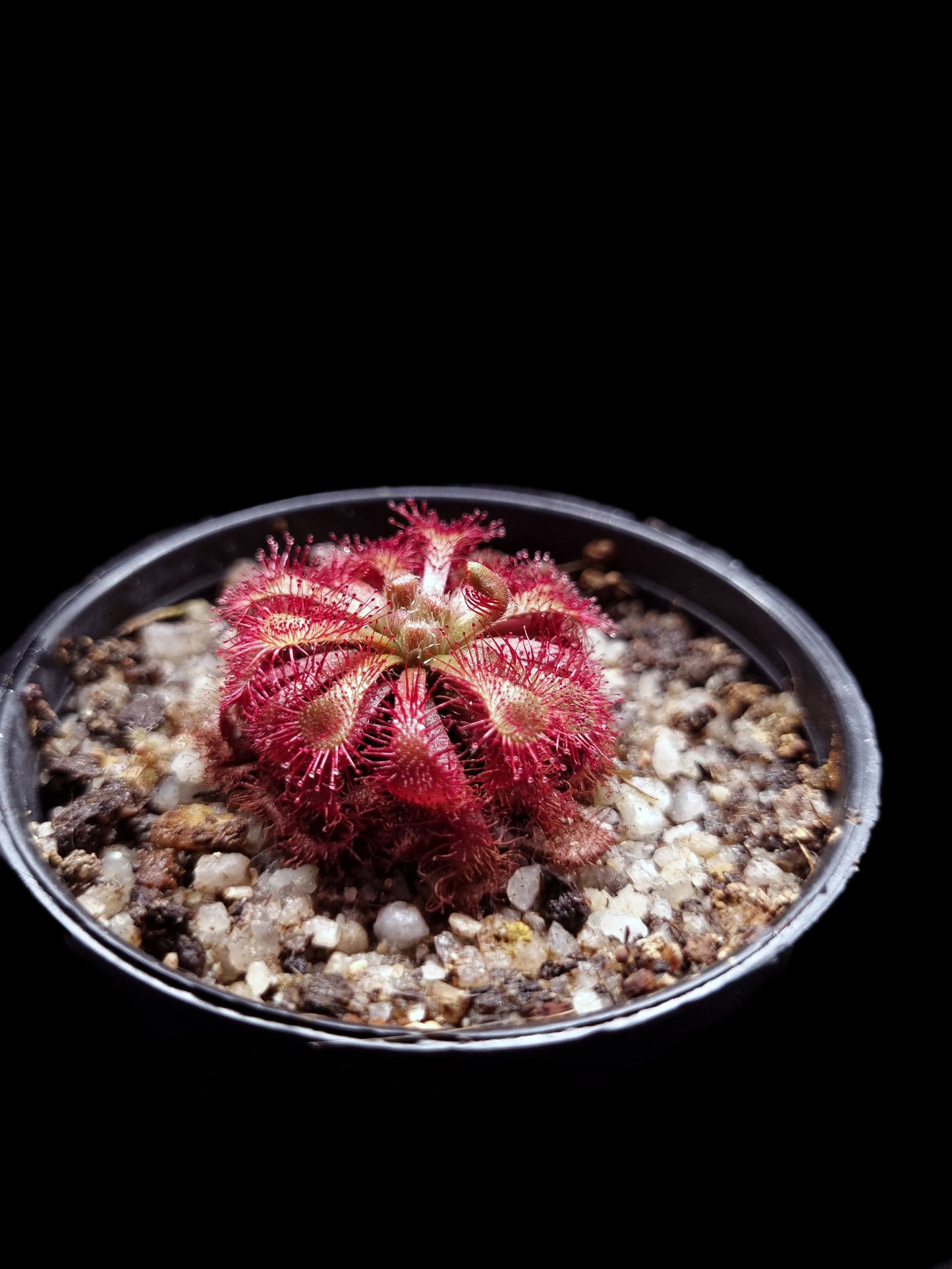 drosera spathulata sundew carnivorous plant sale Singapore 