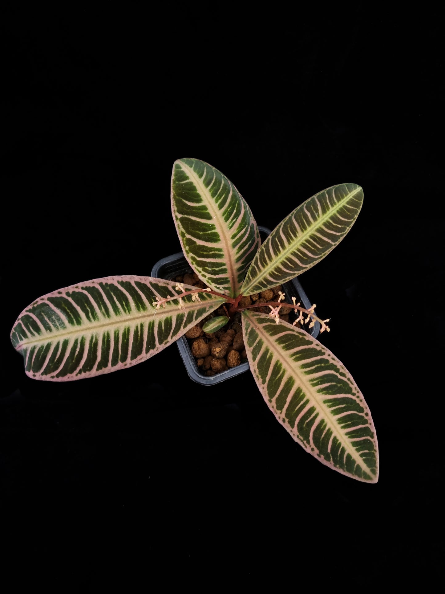 emblemantha urnulata pink labisia rare terrarium jungle plant sale Singapore potted plant