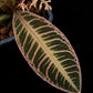 emblemantha urnulata pink labisia rare terrarium jungle plant sale Singapore potted plant