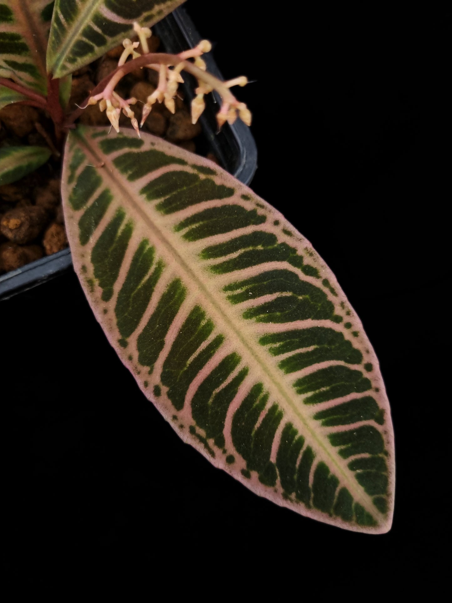 emblemantha urnulata pink labisia rare terrarium jungle plant sale Singapore potted plant