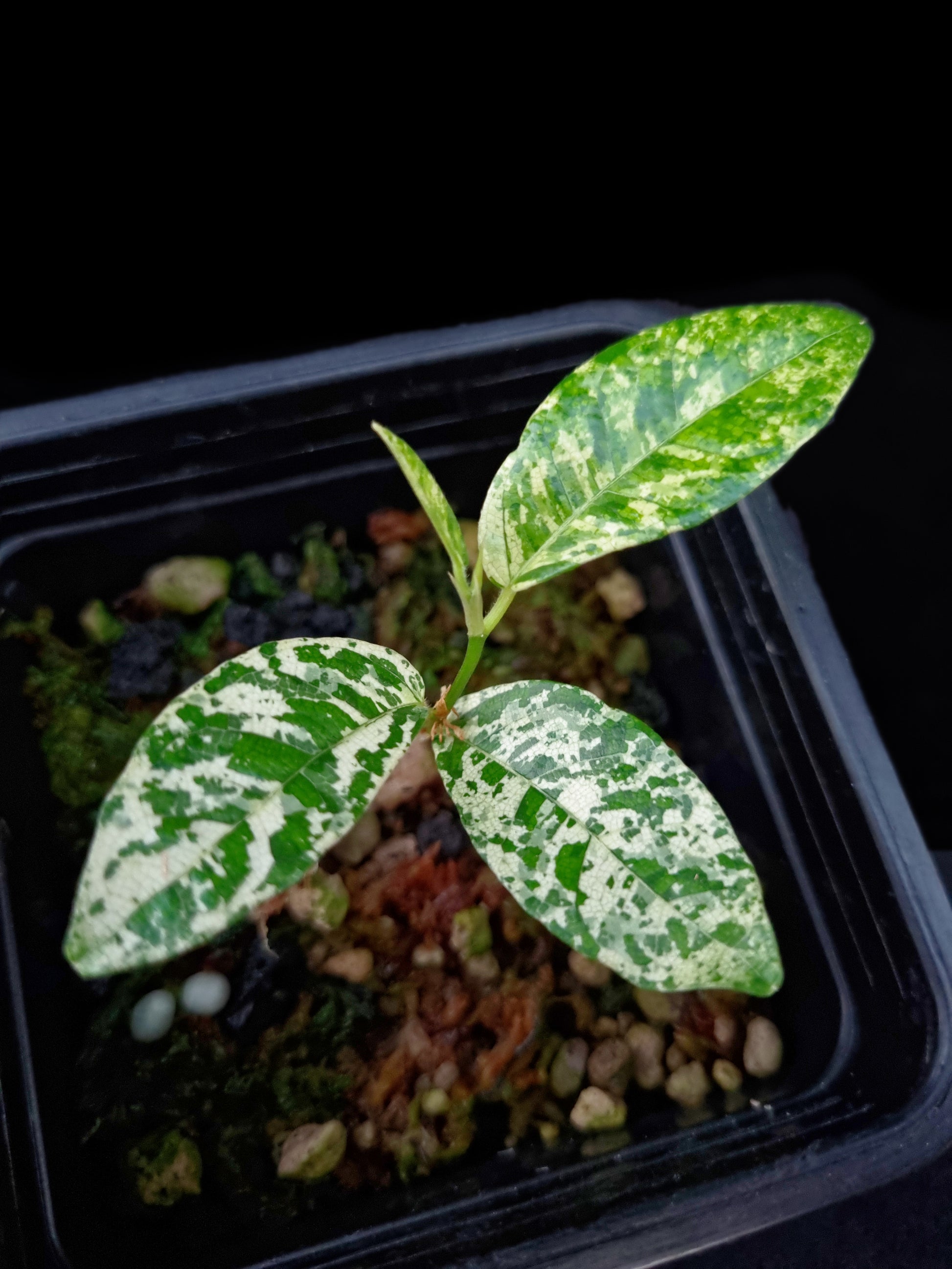 ficus punctata variegata terrarium jungle plant sale Singapore potted plants