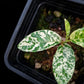 ficus punctata variegata terrarium jungle plant sale Singapore potted plants