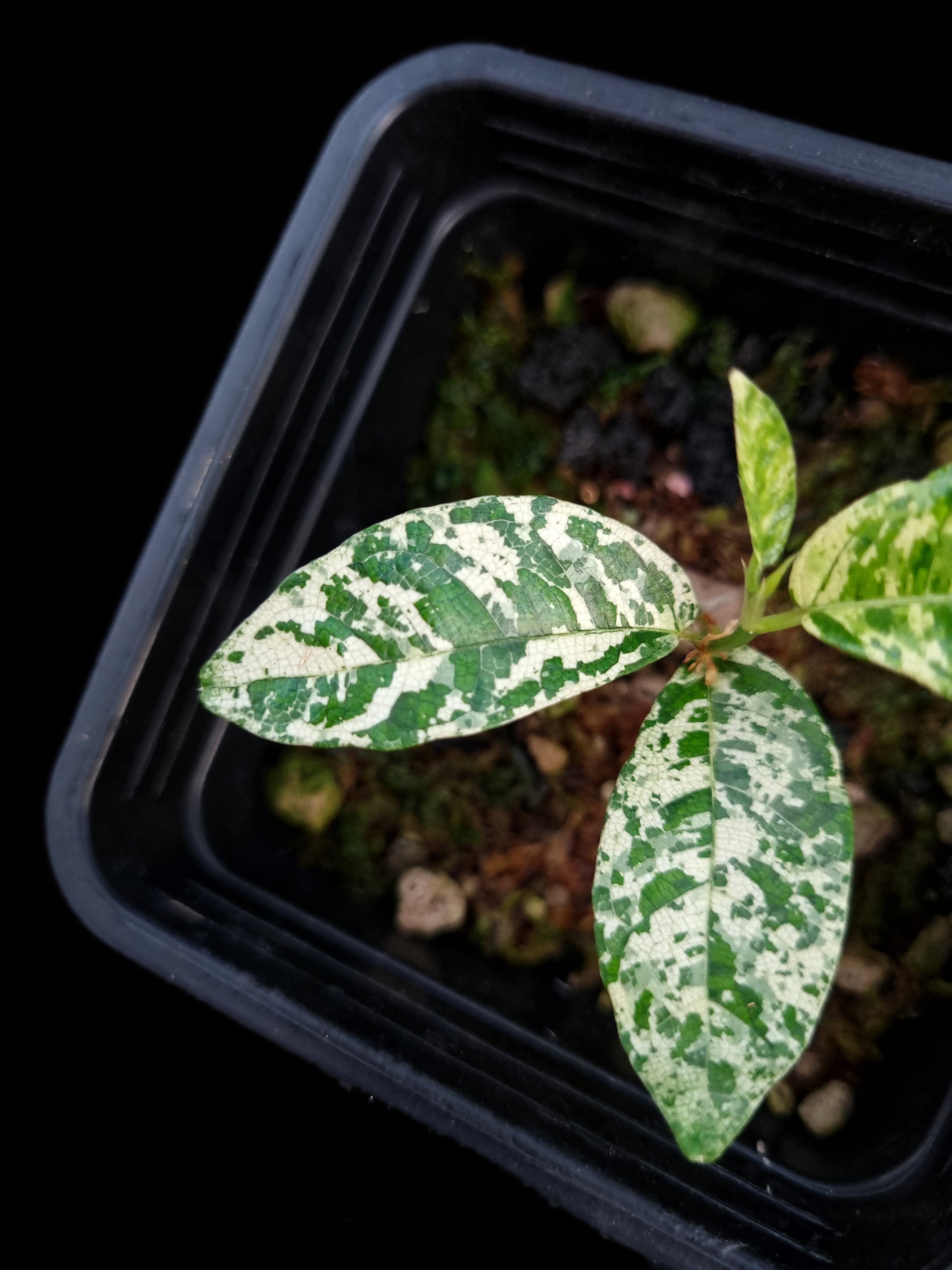 ficus punctata variegata terrarium jungle plant sale Singapore potted plants
