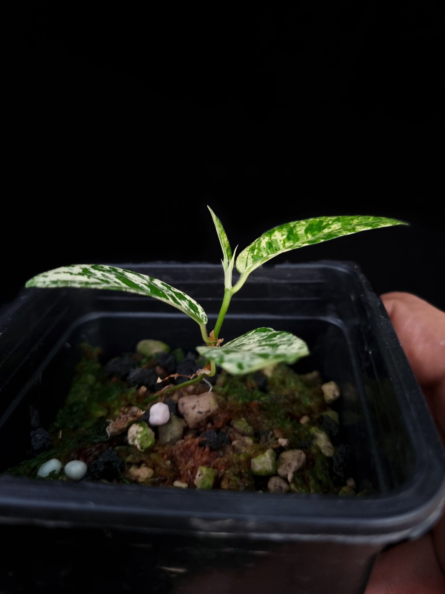 ficus punctata variegata terrarium jungle plant sale Singapore potted plants