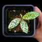 ficus punctata variegata terrarium jungle plant sale Singapore potted plants