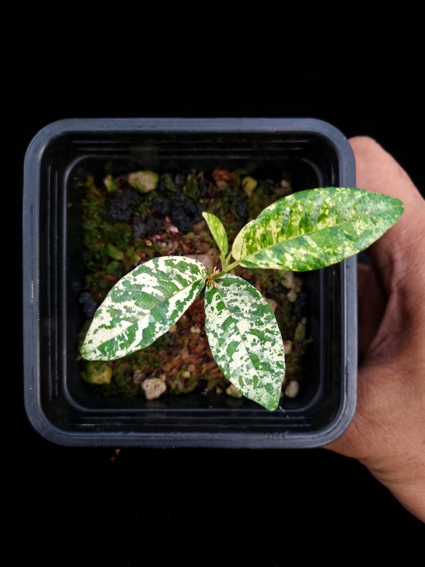 ficus punctata variegata terrarium jungle plant sale Singapore potted plants