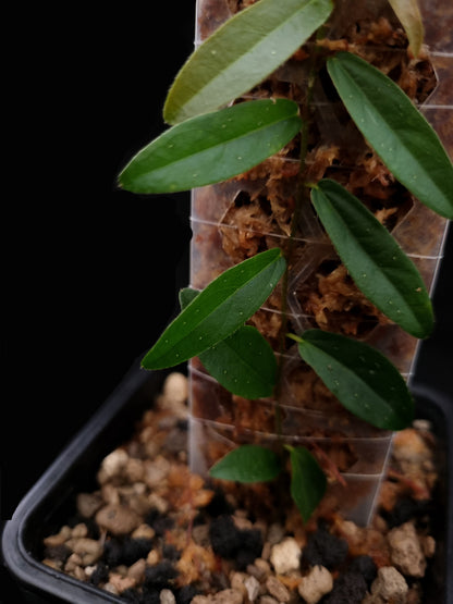 ficus sp sale Singapore potted terrarium plant leaf detail