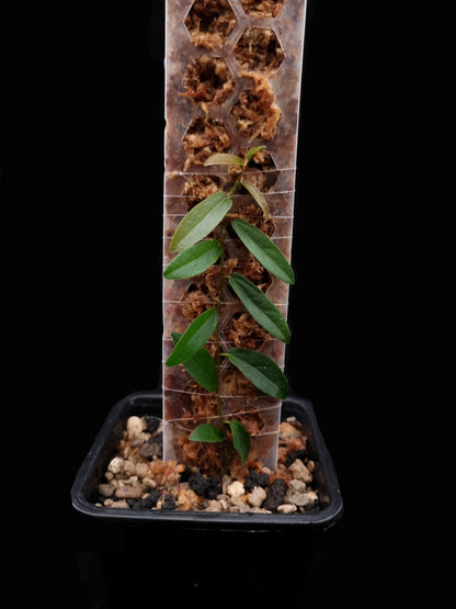 ficus sp sale Singapore potted terrarium plant front view