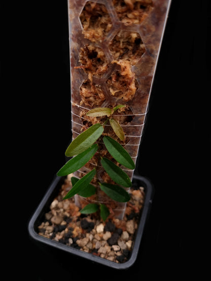 ficus sp sale Singapore potted terrarium plant top view