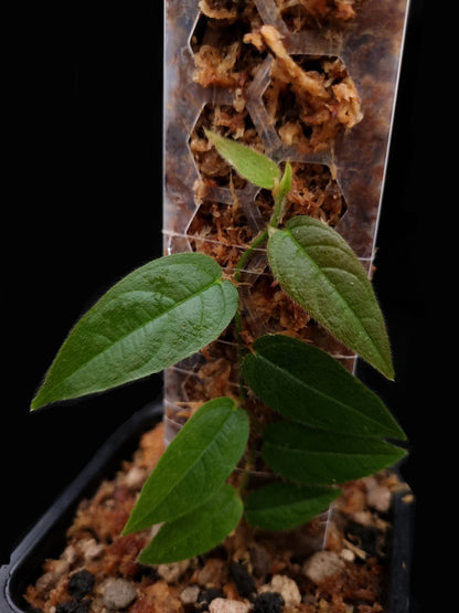 rare hairy ficus sale Singapore potted terrarium plant leaf detail 