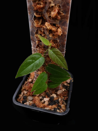 rare hairy ficus sale Singapore potted terrarium plant top view