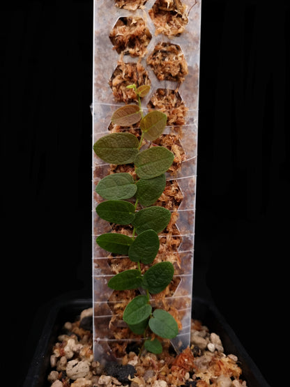ficus sp rare sale Singapore potted terrarium plant front view