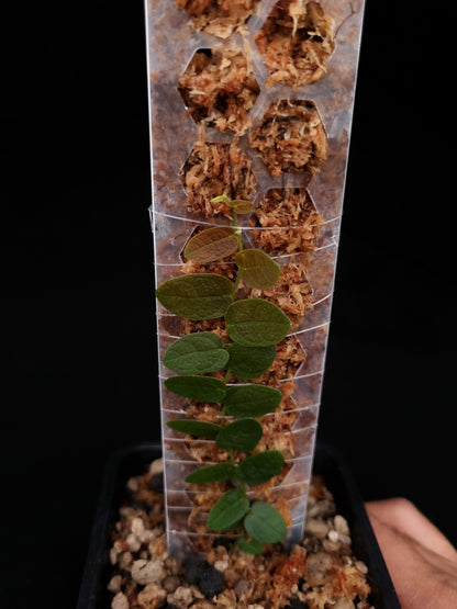 ficus sp rare sale Singapore potted terrarium plant top view