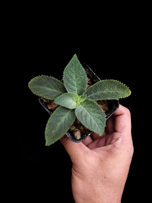 gesneriad thailand codonoboea sale Singapore potted plant