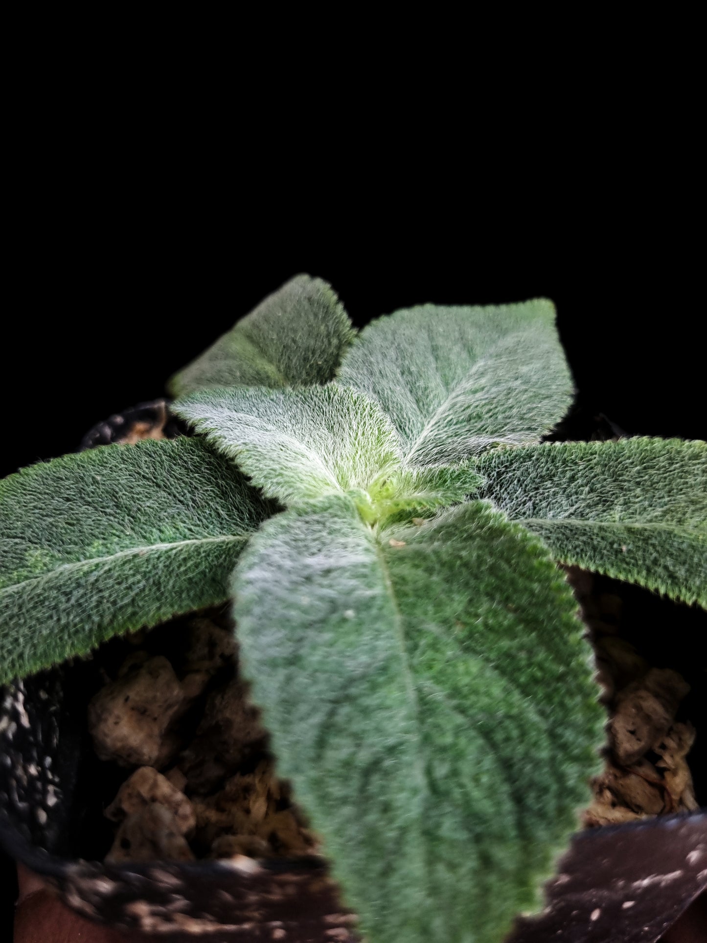 gesneriad thailand codonoboea sale Singapore potted plant