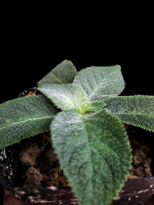 gesneriad thailand codonoboea sale Singapore potted plant
