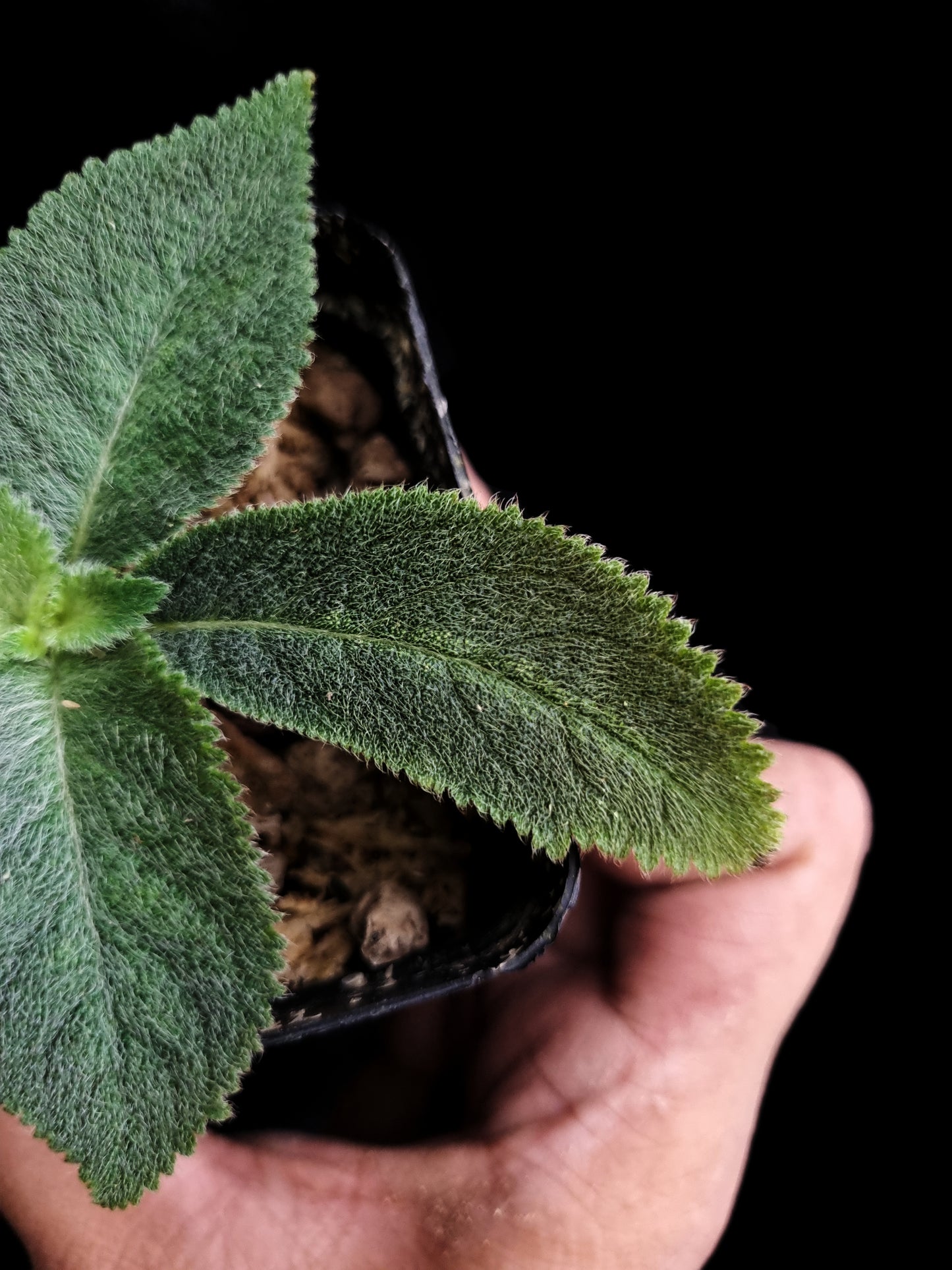 gesneriad thailand codonoboea sale Singapore potted plant