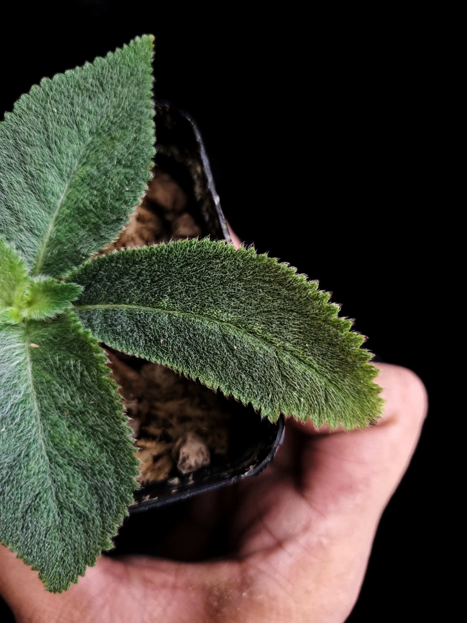 gesneriad thailand codonoboea sale Singapore potted plant