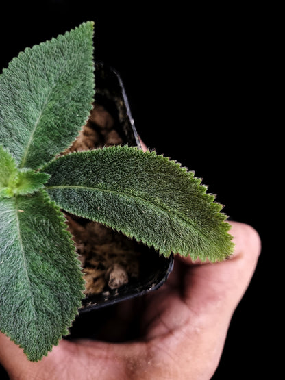 gesneriad thailand codonoboea sale Singapore potted plant