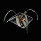 homalomena aff. vittifolia sale Singapore potted terrarium plant front view