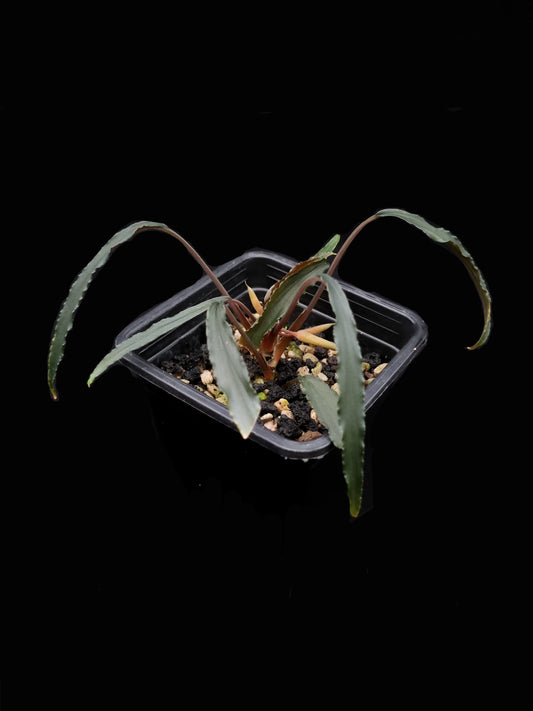 homalomena aff. vittifolia sale Singapore potted terrarium plant front view
