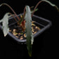 homalomena aff. vittifolia sale Singapore potted terrarium plant leaf detail