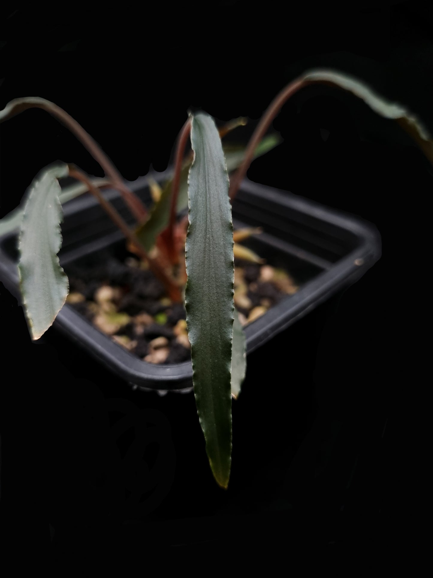 homalomena aff. vittifolia sale Singapore potted terrarium plant leaf detail