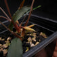 homalomena aff. vittifolia sale Singapore potted terrarium plant inflorescence