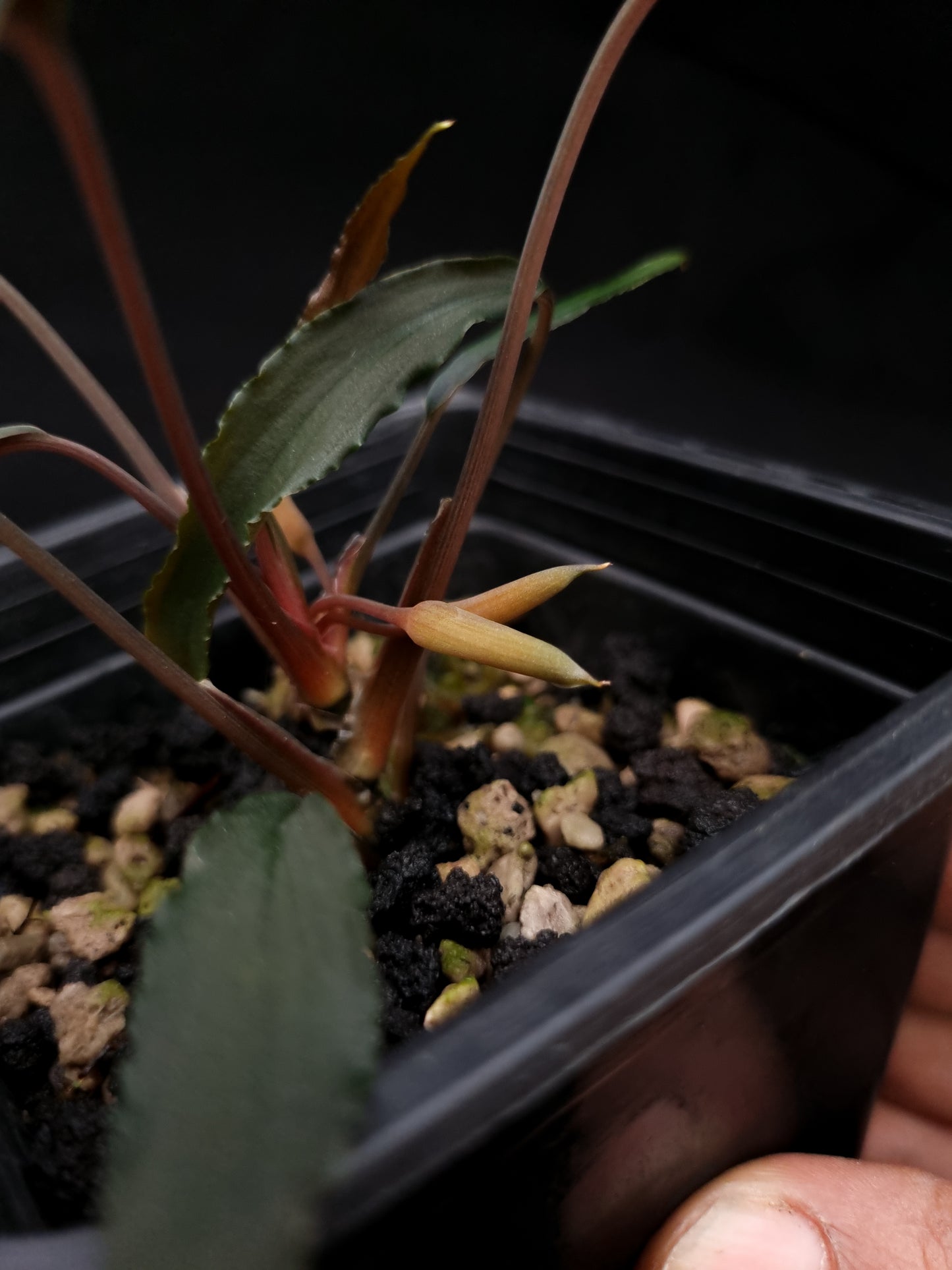 homalomena aff. vittifolia sale Singapore potted terrarium plant inflorescence
