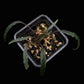 homalomena aff. vittifolia sale Singapore potted terrarium plant top view